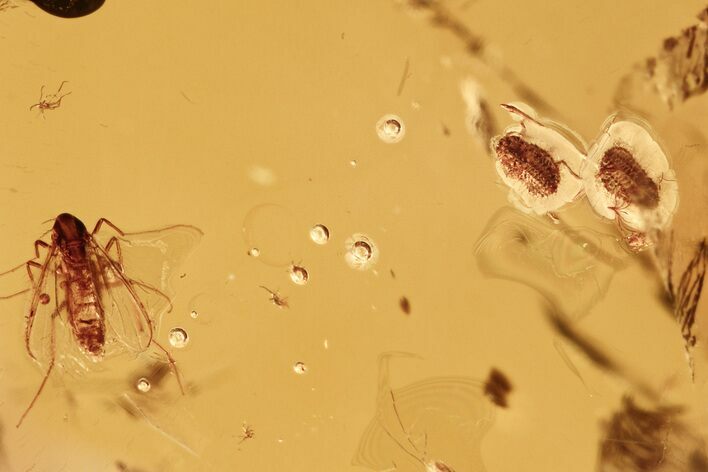 Fossil Aphids, True Midge, and Mites in Baltic Amber #275414